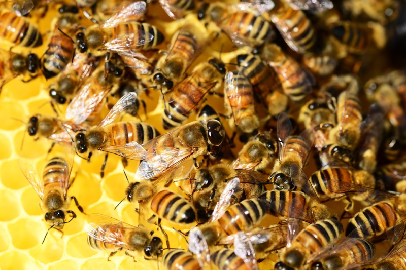 Ule z poliuretanu - pszczoły też wiedzą co zdrowe